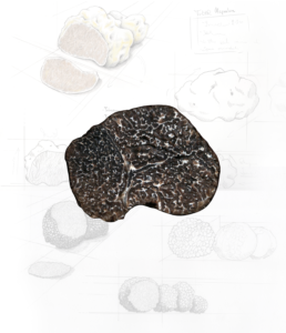 Prized Black Truffle (Tuber Melanosporum Vittadini) - Alain Stratta Tartufi