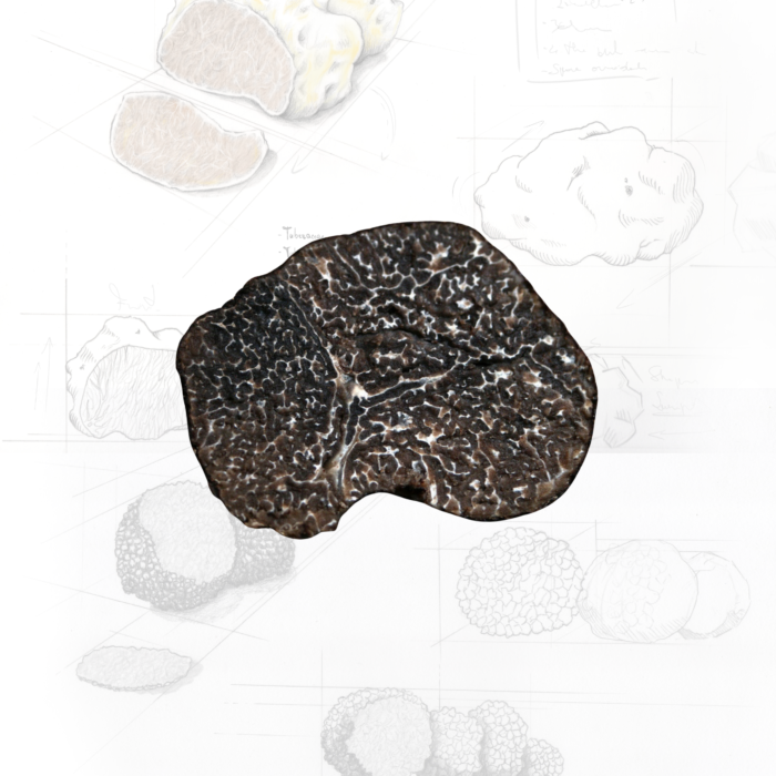 Tartufo-nero-pregiato